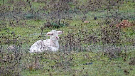 Nat en verkleumd....