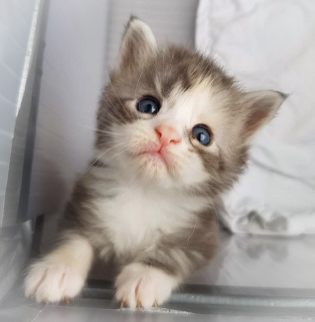 Chanel maine coon kitten 