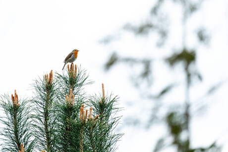 Roodborst in de top van een boom