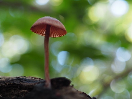 Grote bloedsteelmycena