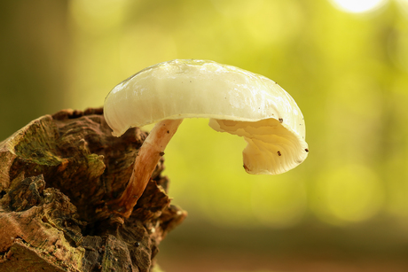 Paddestoelen in het bos