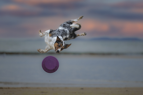 Frisbee dog