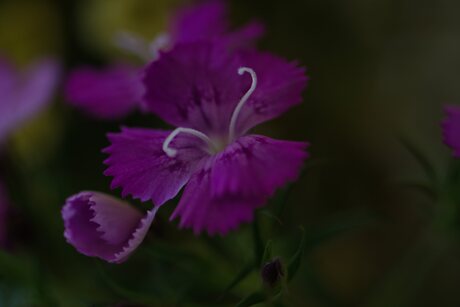 Bloem