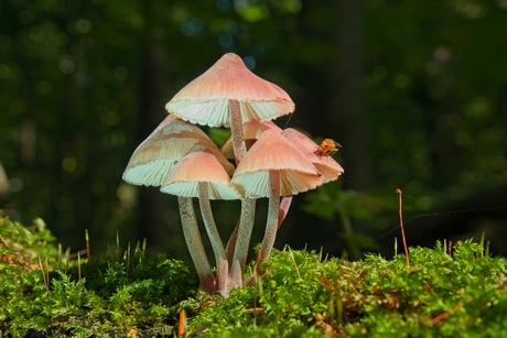 Wat zit er op het dak??