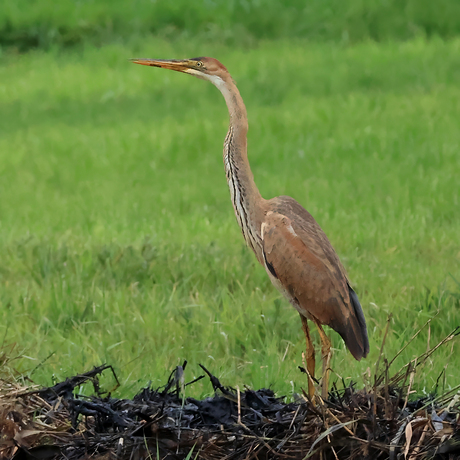 Purper reiger