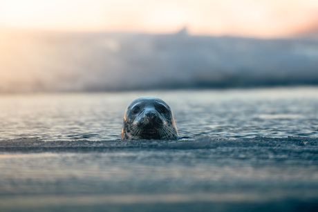 Zeehond in het wild!