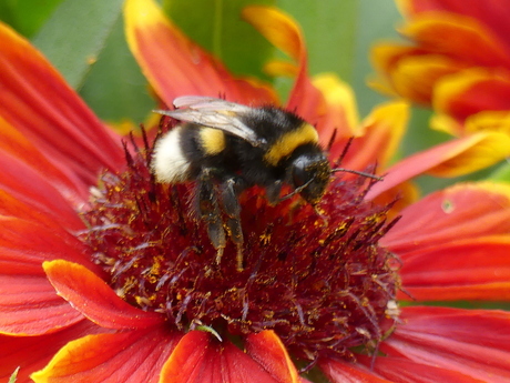 Akkerhommel
