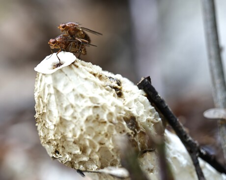 Vliegen op stinkzwam.