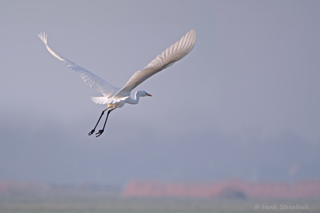 Zilverreiger vliegt op