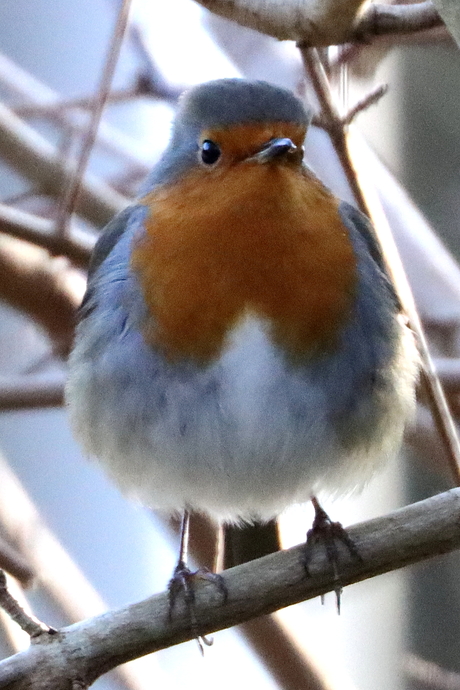 roodborst