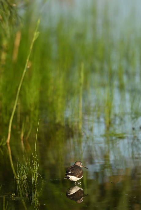 Witgatje in het riet 