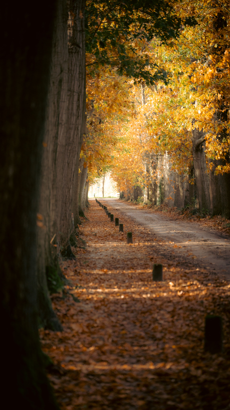 Tunnel van gekleurde bomen