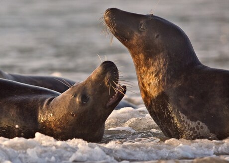 Stoeiende grijze zeehonden.