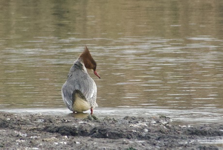 Grote Zaagbek (vrouw)