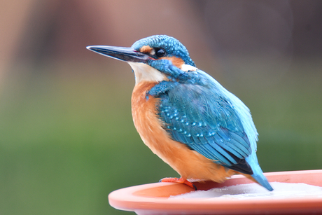 Ijsvogel in de tuin 1