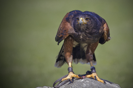 Woestijnbuizerd