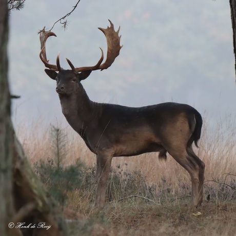 statieportret van een damhert.