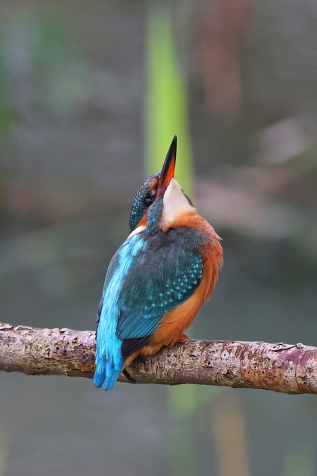 "Beam me up Scottie!"