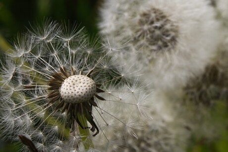 Macrofotografie 