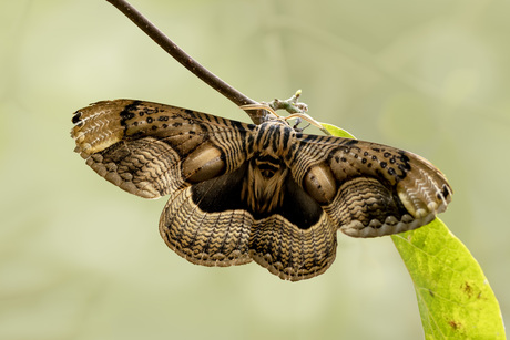 Brahmidia hearseyi