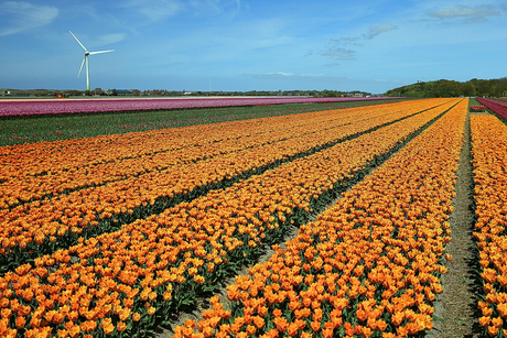 vrijheid