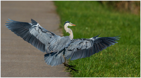 Reiger.