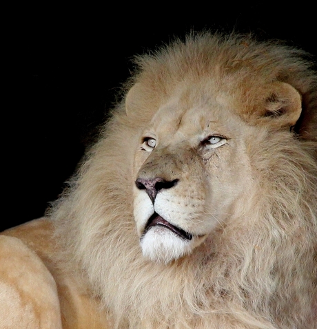 Witte leeuw