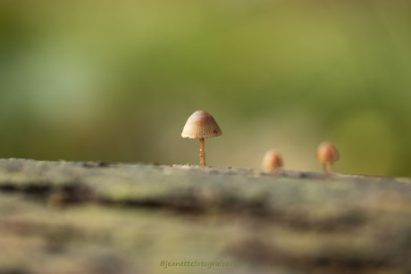 Op paddestoelen jacht 