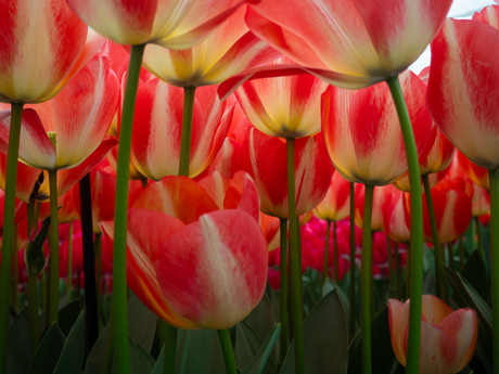 Tulpen anders bekeken
