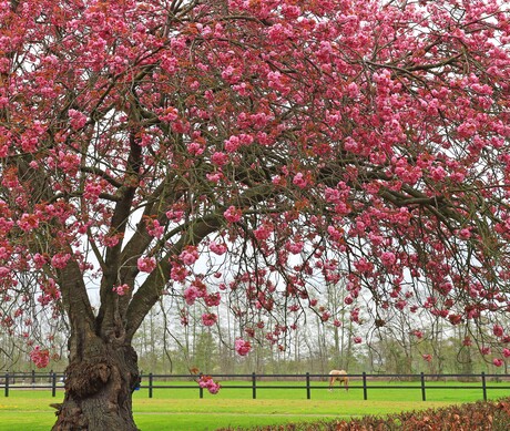 Prunus