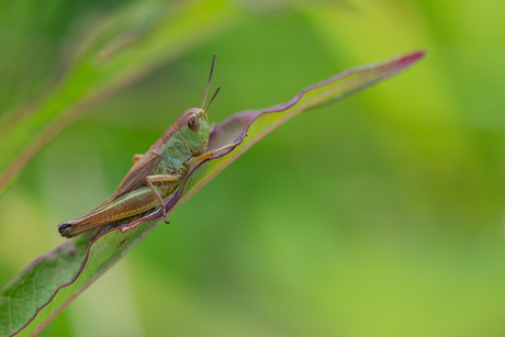 Schutskleuren, maar toch betrapt