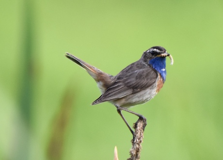 Blauwborst in de Peel