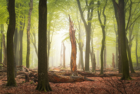 Dansende bomen op de Veluwe