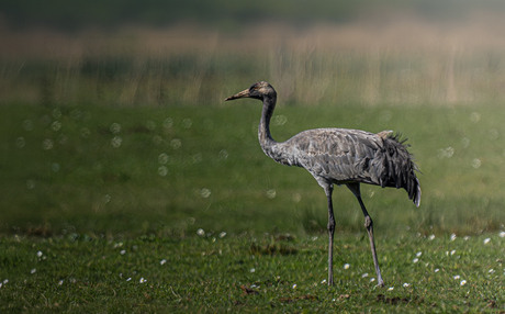 kraanvogel