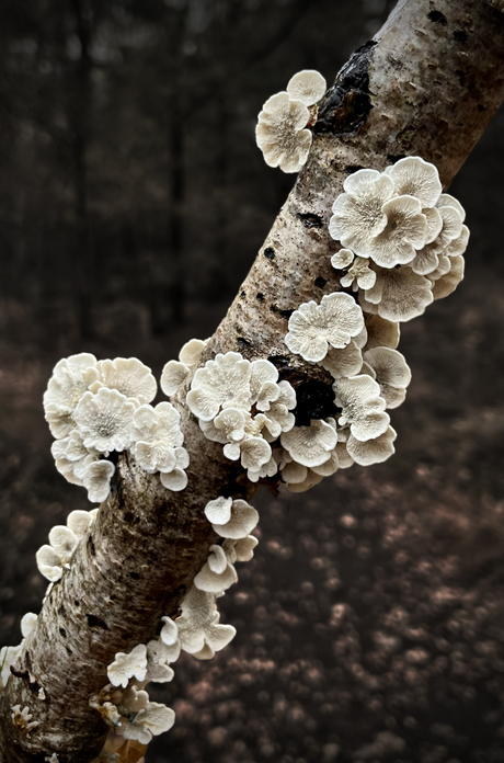 Plooivlieszwammetjes