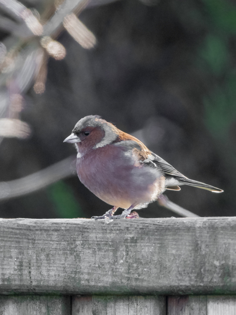 vink