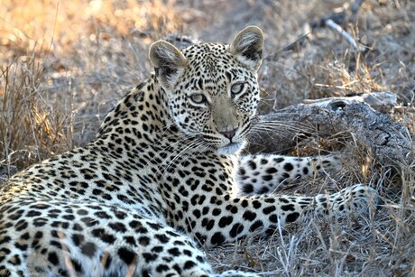 Manyeleti Leopard