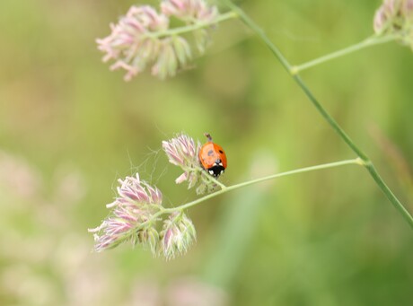 Summer school #Macro