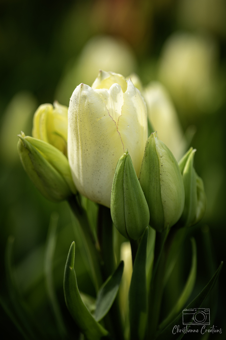 Whispering Tulip