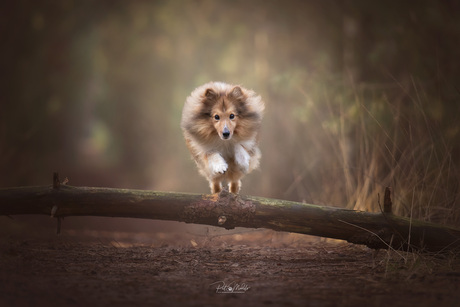 Mijn lieve sheltie