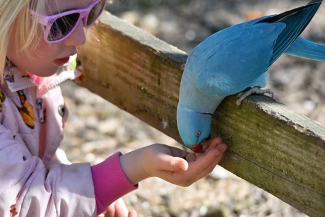 Blauwe Indiase Ringnek papagaai