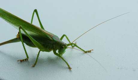 Grote Groene Sabelsprinkhaan