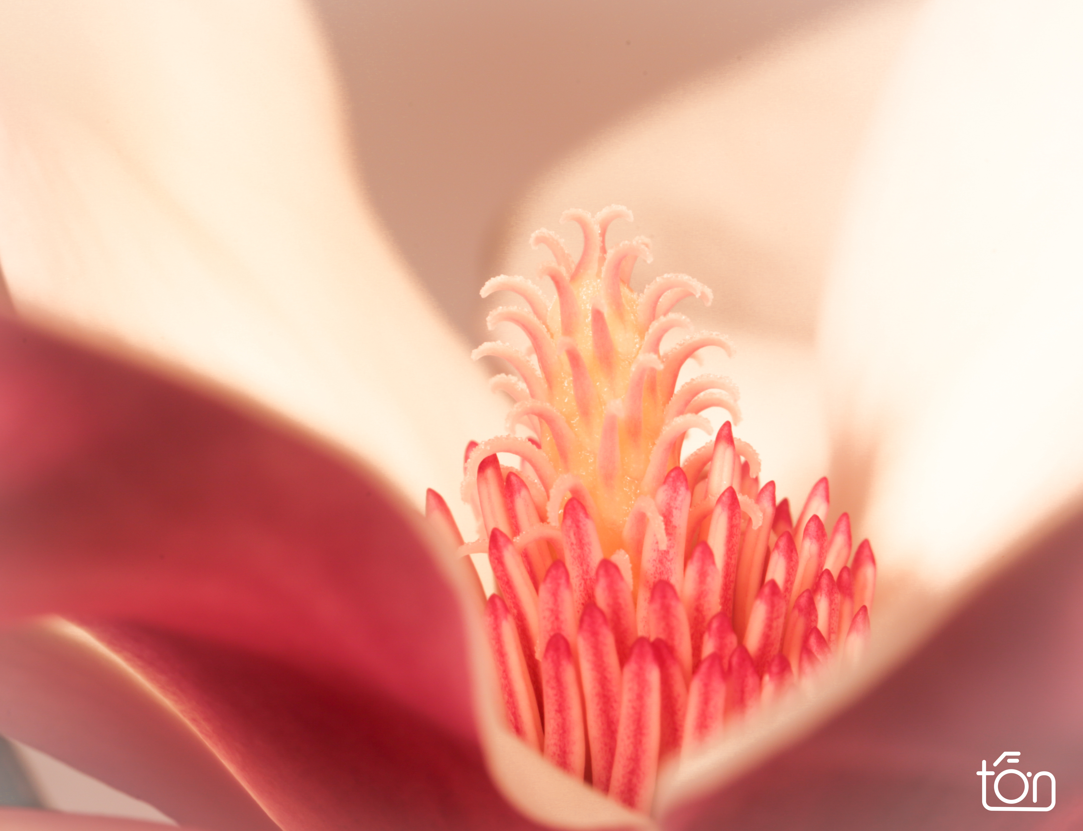 Magnolia macro - Magnolia macrofoto.  - foto door Ton-Groenhuizen op 30-01-2023 - locatie: Amersfoort, Nederland - deze foto bevat: magnolia, bloem, voorjaar, lente, bloemen, bloem, plant, bloemblaadje, protea, terrestrische plant, bloeiende plant, kruidachtige plant, eenjarige plant, perzik, detailopname
