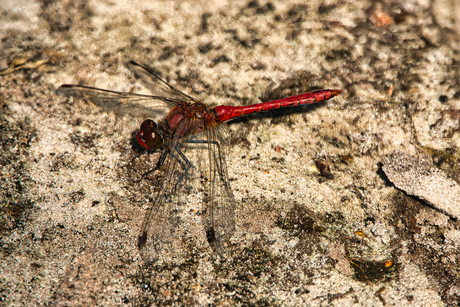 Bloedrode heidelibel