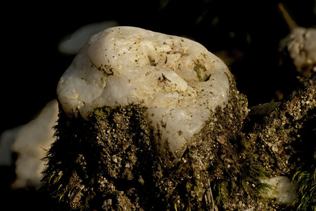 Witte kiezelsteen in ochtendlicht