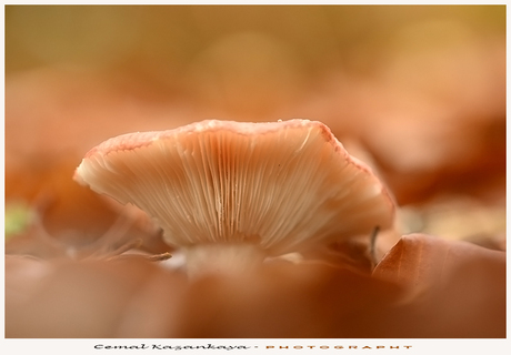 Russula