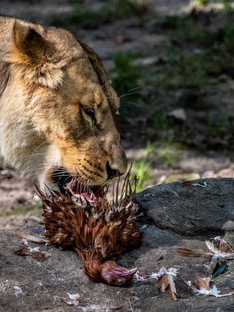 Dierentuin Allwetterzoo