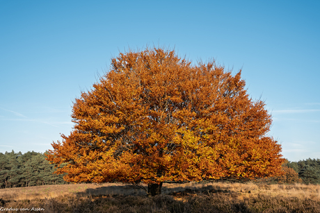 beuk in herfsttooi