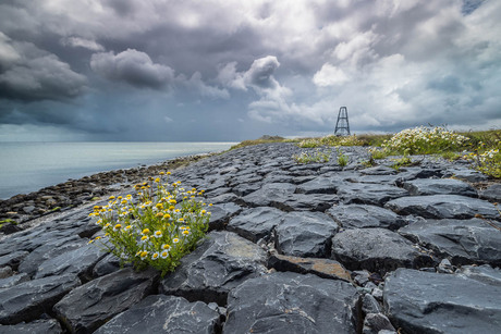 Elementen der natuur