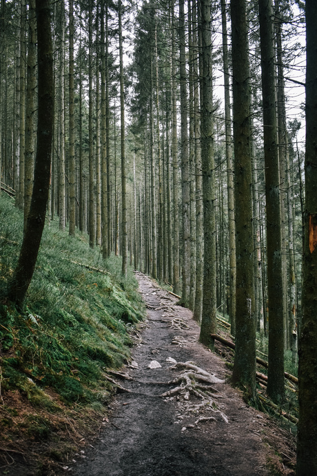 Ardennen